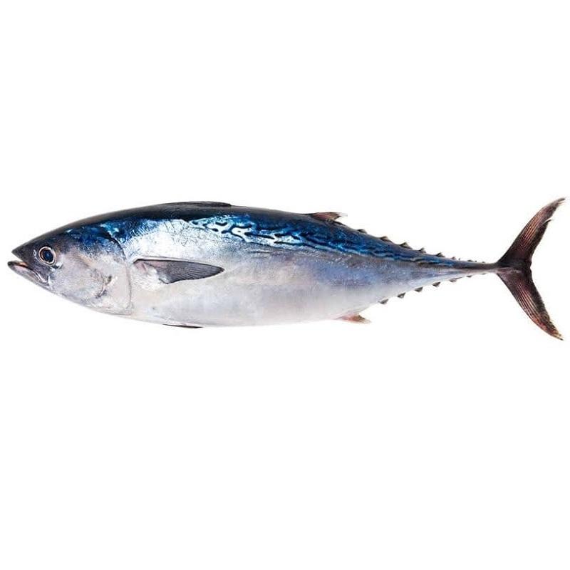 Tuna Fish (টুনা মাছ)