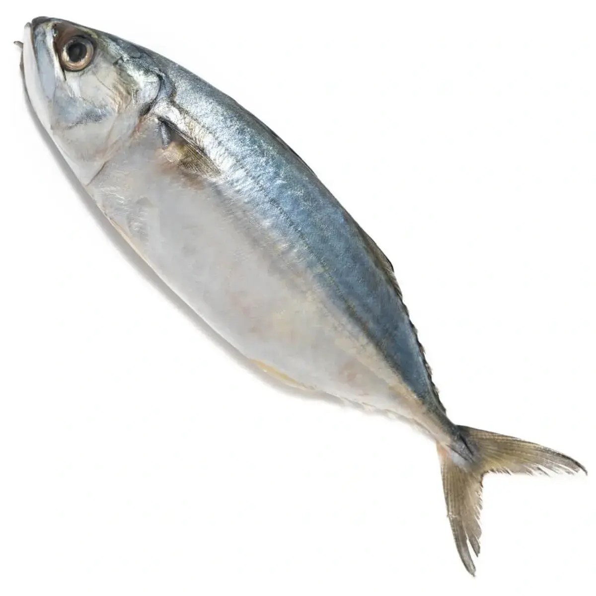 Mackerel / Bangda (বাঙ্গা মাছ)