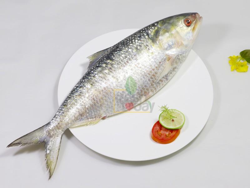 Sea Hilsha (সামুদ্রিক ইলিশ)