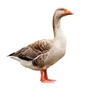 দেশি হাঁস