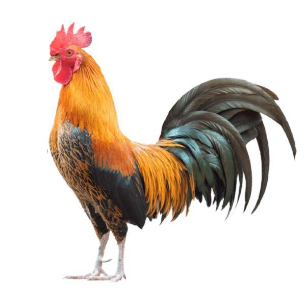 দেশি মোরগ