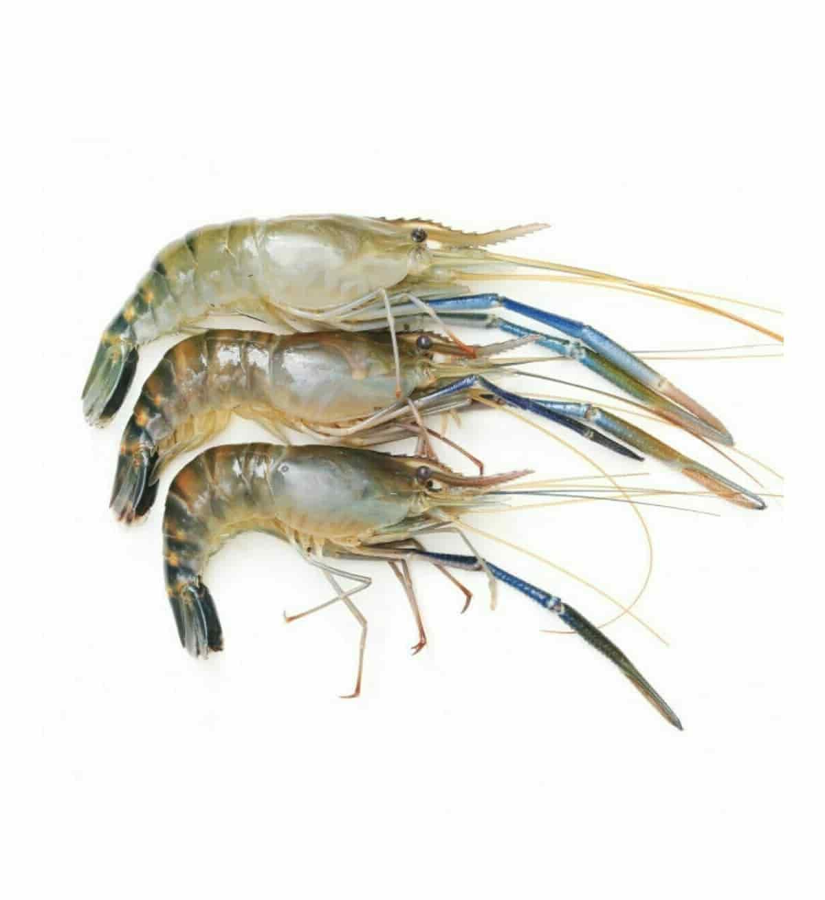 Golda Chingri (গোলদা চিংড়ি)