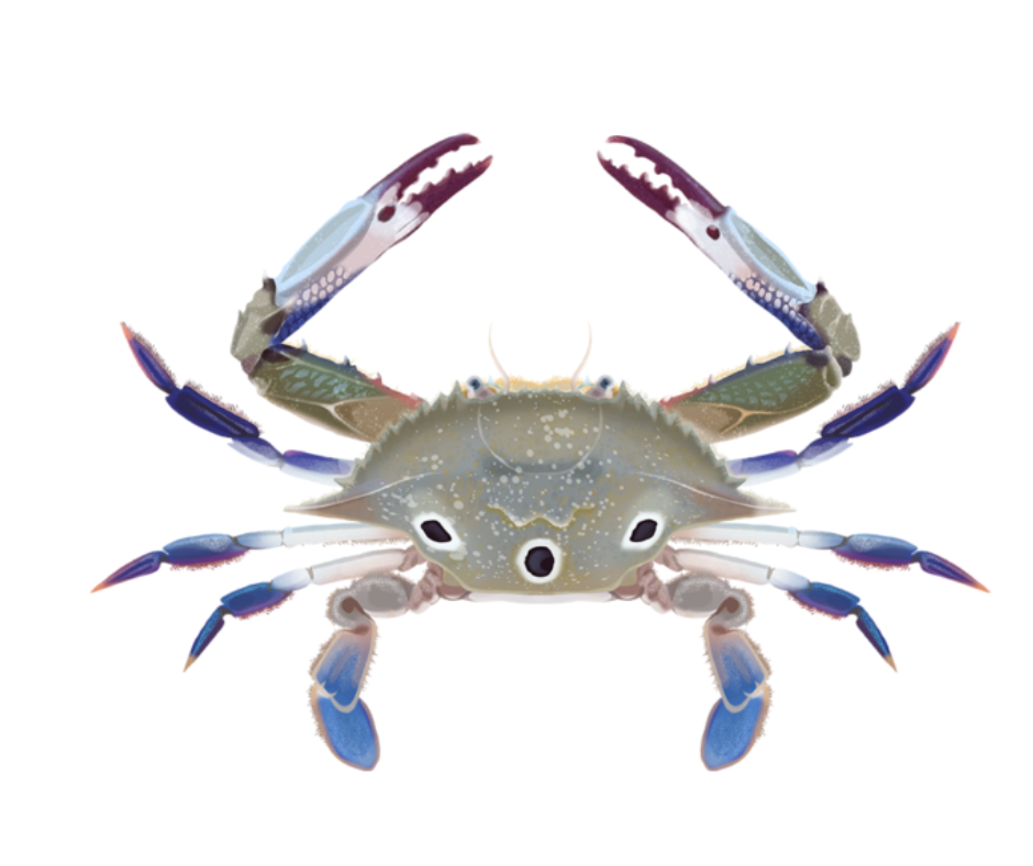 Sea Crab (3 Spot)
