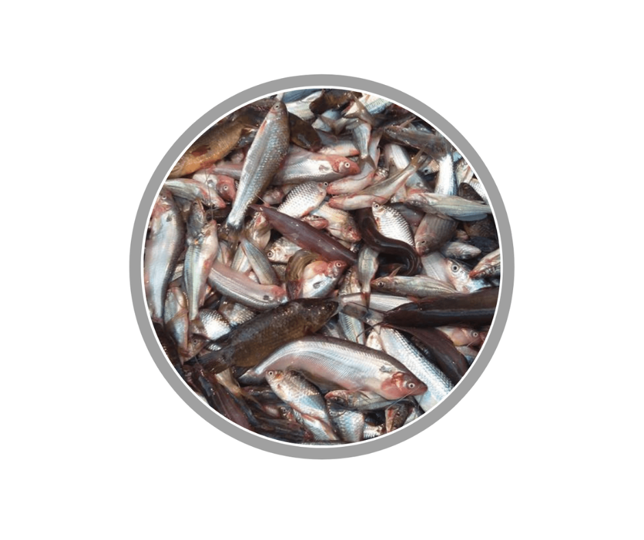 Mixed Fish (5 types) (৫ মিশালি মাছ)
