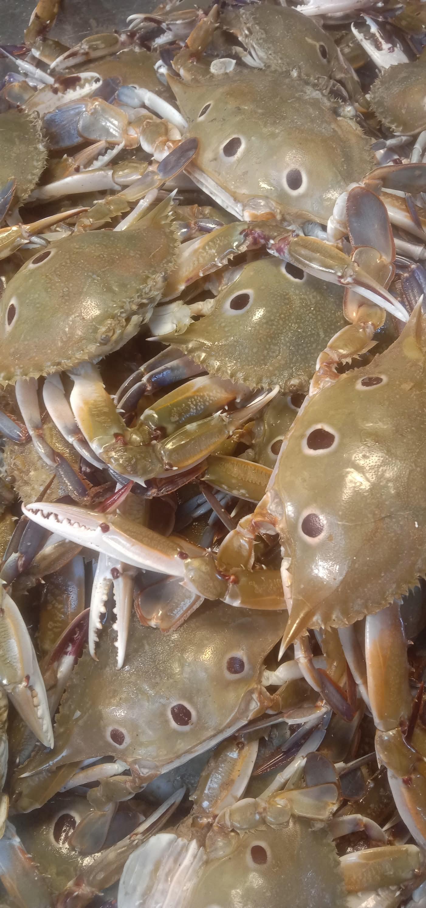Deshi Crab (কাঁকড়া)